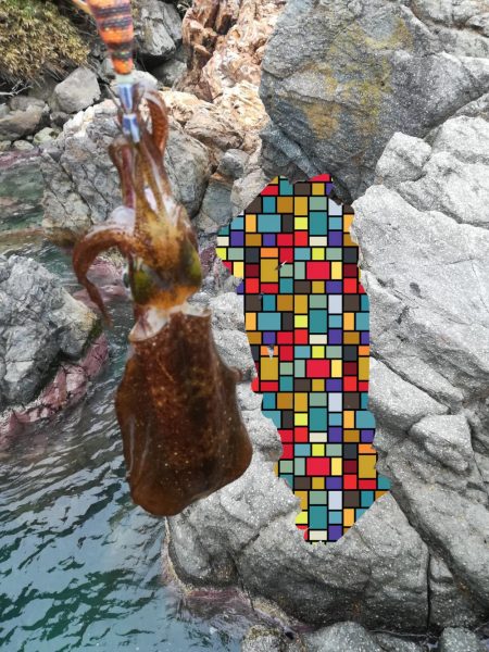 アオリイカ探して