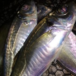 アジ鯵アジ鯵アジ鯵アジ