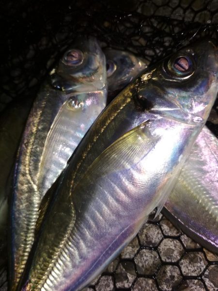 アジ鯵アジ鯵アジ鯵アジ