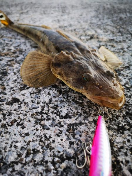 久しぶりの釣果です。