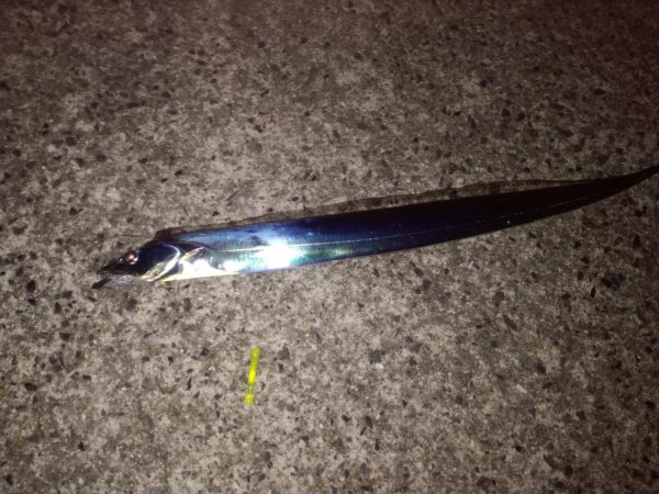 タチウオ　計9本　でもほとんどベルトサイズ…