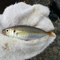 南港へち釣行 （10/26 雨あとの南港ヘチ釣り キビレチヌ42cm、ガシラ、アジ 釣果有り）