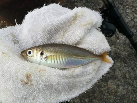 南港へち釣行 （10/26 雨あとの南港ヘチ釣り キビレチヌ42cm、ガシラ、アジ 釣果有り）