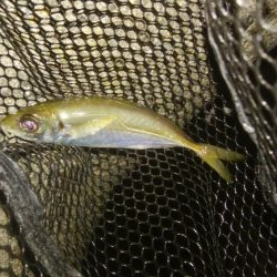 ワインドとアジング