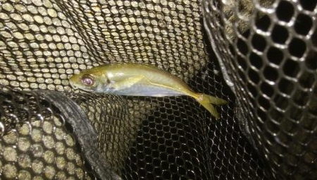 ワインドとアジング