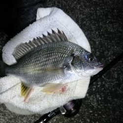 南港へち釣行 (10/27 南港ヘチ釣り 真チヌ30cm、キビレチヌ 釣果有り)