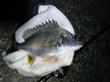 南港へち釣行 (10/27 南港ヘチ釣り 真チヌ30cm、キビレチヌ 釣果有り)