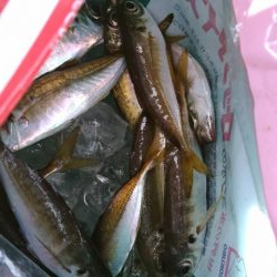 イワシを求めて