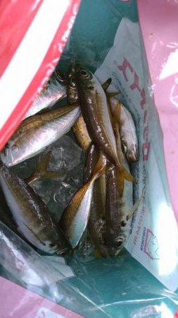 イワシを求めて