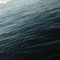 ハマチはどこへ?