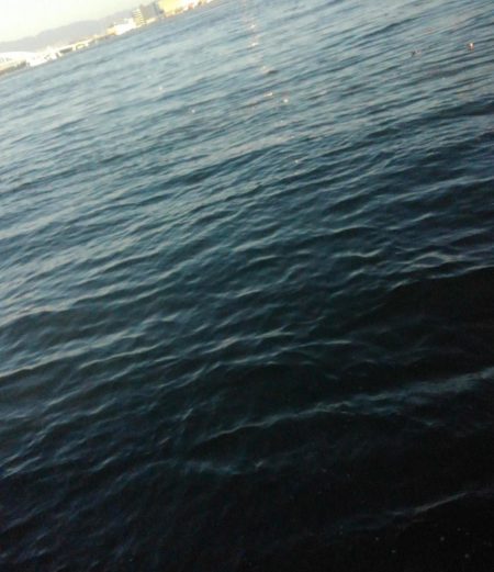 ハマチはどこへ?