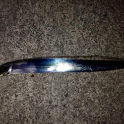 見たこともない魚が？