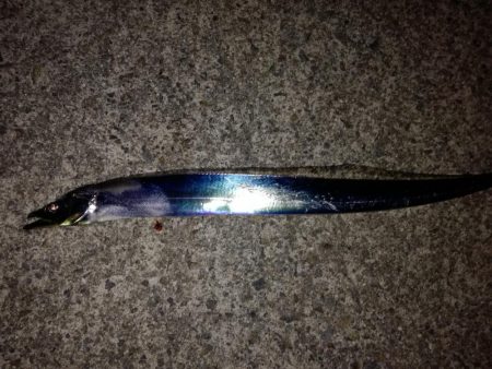 見たこともない魚が？