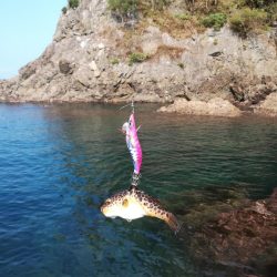 アオリイカ探して