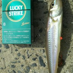 【苅田港】秋のシーバス調査～続き