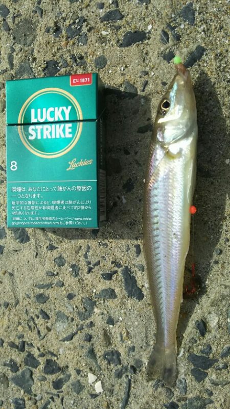 【苅田港】秋のシーバス調査～続き