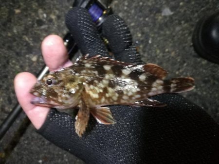 南港へち釣行 （10/30 南港ヘチ釣り キビレチヌ39cm、ガシラ 釣果有り）