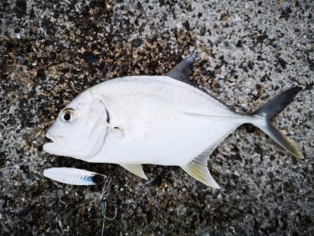 プラグでは無反応、ジャックアイでギンガメアジ