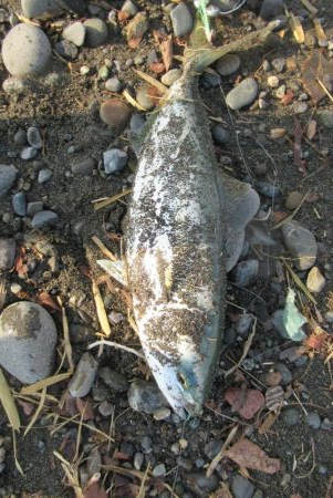 那賀川河口のメッキアジ