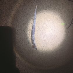 トゥリーフィンガーは持ち帰りも激シブ！