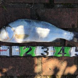 スズキ55㎝、アジ大漁