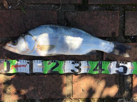 スズキ55㎝、アジ大漁