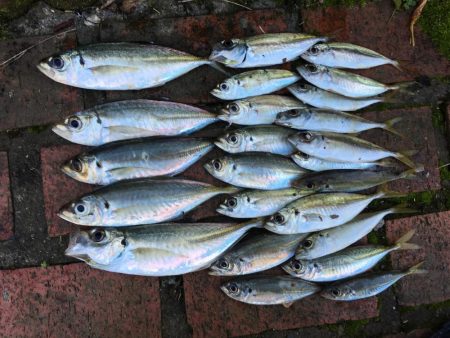 アジ24匹（~26㎝）、ボラ、ガシラ