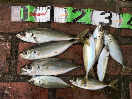 アジ、セイゴ、サバ、タイ