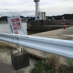 アジ78匹、ボラ1匹（50㎝）