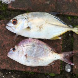 中型アジ4匹、コアジ35匹、メッキ、チャリコ