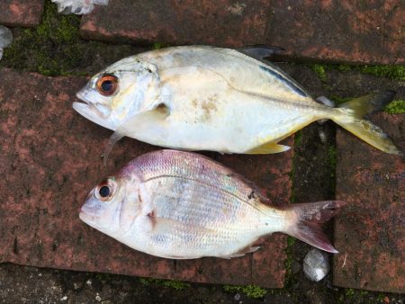 中型アジ4匹、コアジ35匹、メッキ、チャリコ