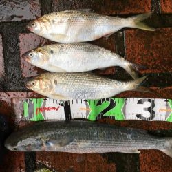 コアジ180匹、中型アジ35匹、コノシロ3匹、ボラ1匹