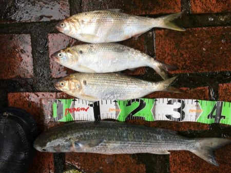 コアジ180匹、中型アジ35匹、コノシロ3匹、ボラ1匹