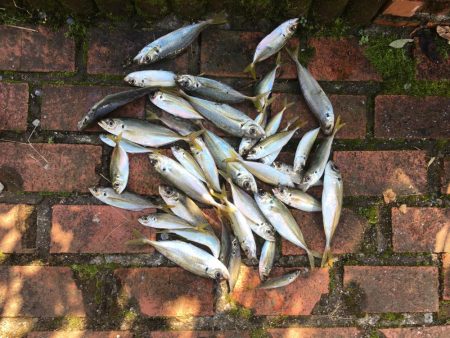 中型アジ13匹（最大27㎝）、コアジ26匹…