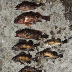 エビ撒きの5目釣り 最後に本命