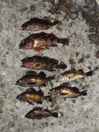 エビ撒きの5目釣り 最後に本命