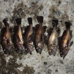 秋のエビ撒き釣り　ハネの気配は無し