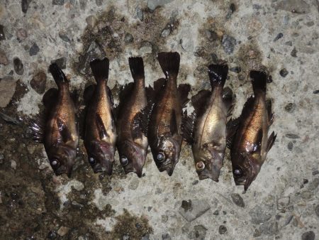 秋のエビ撒き釣り　ハネの気配は無し