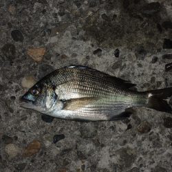 エビ撒き釣り 結局は5目釣りに