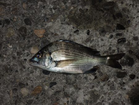 エビ撒き釣り 結局は5目釣りに