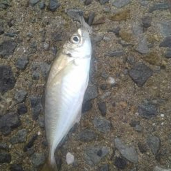 シーバス・ガシラのつもりが結局アジ