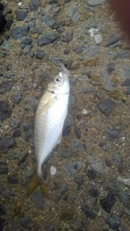 シーバス・ガシラのつもりが結局アジ