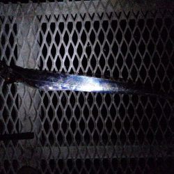 ドラゴン出ました！タチウオ釣行