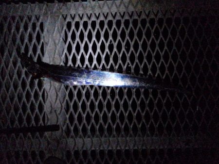 ドラゴン出ました！タチウオ釣行