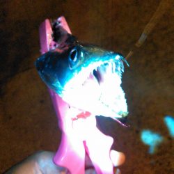 アジング、タチウオ