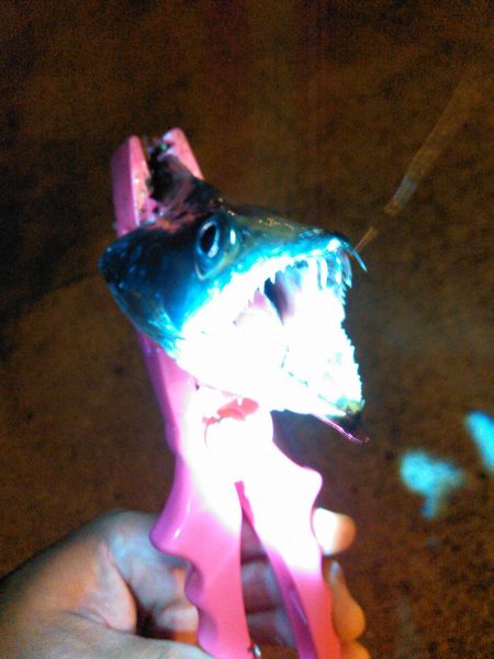 アジング、タチウオ