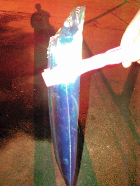 タチウオテンヤ