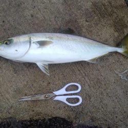 でかっ(。・ω・。)