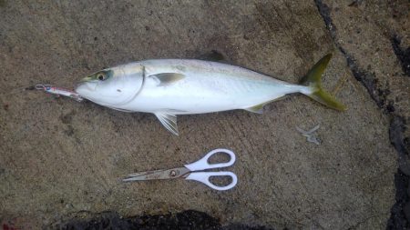 でかっ(。・ω・。)