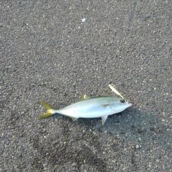 半年振りの魚の引き！